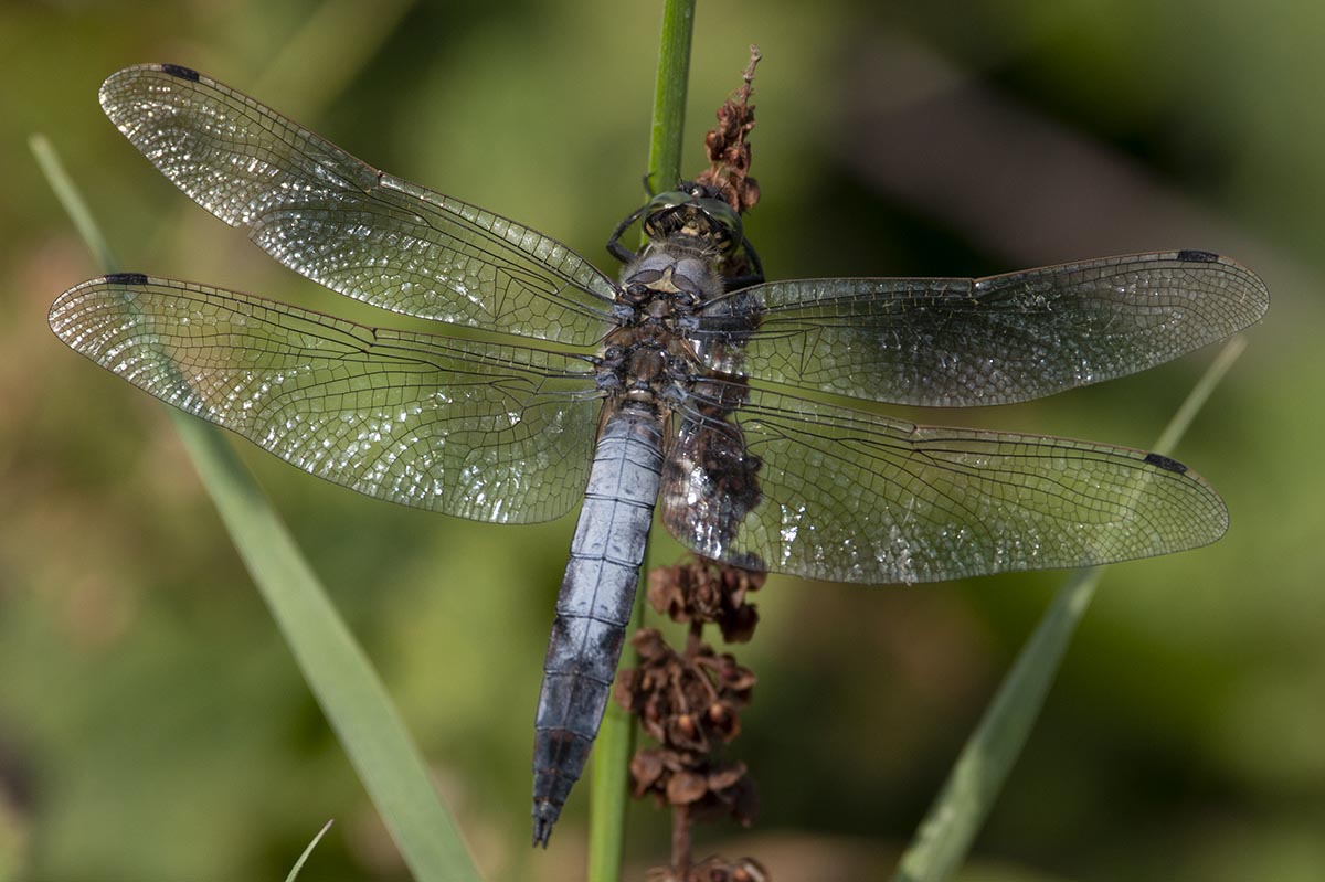 Männchen Habitus 